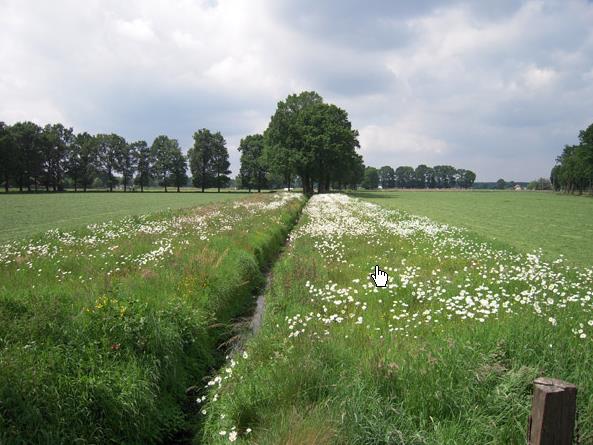 Bufferstroken Gelegen op bouwland