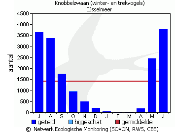 Fonteinkruid - Knobbelzwaan Friese IJsselmeerkust 3500 vogels (= 10% populatie NL)