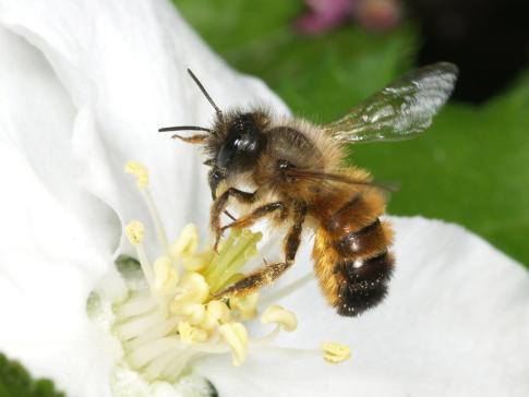 Wilde bijen