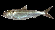 Voornaamste sportvissen in het Waddengebied Gespecialiseerde chartervisserij Op de Noordzee zijn de kleine en snelle charterboten sterk in opkomst.