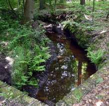 20. De Jufferbeek, Lonnekerberg. De meanderende Juffer beek stroomt lieflijk door de bijzondere natuur van De Lonnekerberg.