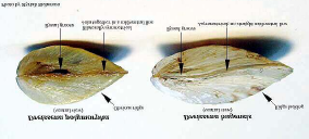 Driehoeksmosselen (Dreissena polymorpha) Uit Ponto Kaspische regio Sinds 1826 in Nederland Onderdeel KRW-maatlatten (positieve indicator; stapelvoedsel duikeenden) Krachtige filter-feeder direct