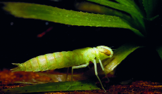 Mannetje van de groene glazenmaker. Na het uitsluipen van de libel blijft het lege larvenhuidje achter op een blad van krabbescheer.