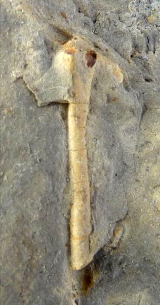 Xenocidaris mariaeburgensis Maillieux, 1940 Fragment van een stekel Familie: Archaeocidaridae Vindplaats: Carrière de Lompret,