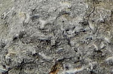 ?Productella subaculeata (Murchison, 1840) brachiopode Familie: Productellidae Vindplaats: Carrière de Lompret aug.