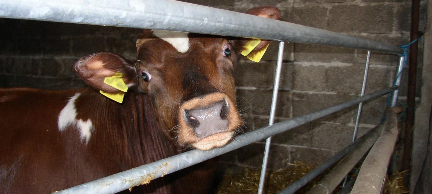 Naleving dierenwelzijnswetgeving in de vee-industrie 2014 Een onderzoek naar in de