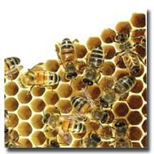 17 De Bijentuin is in gebruik genomen Na vele voorbereidingen is het dan eindelijk zover: de Bijentuin op het voorterrein wordt bewoond door honingbijen.