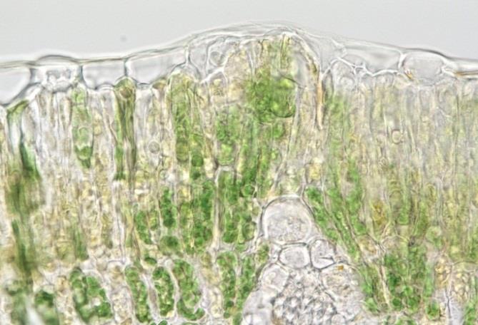 Fig. 29. Overzicht aantasting van epidermis en palissadechlorenchym in bladeren van Fraxinus excelsior in C8(+EM) als gevolg van de aantasting met witte vlekken dd 26-11-2012.