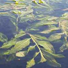 1 Zuurstofplanten De meest belangrijke planten in de vijver. Zuurstofplanten leven volledig onder water. Dit betekent, dat ze al hun voedingsstoffen direct uit het vijverwater opnemen.