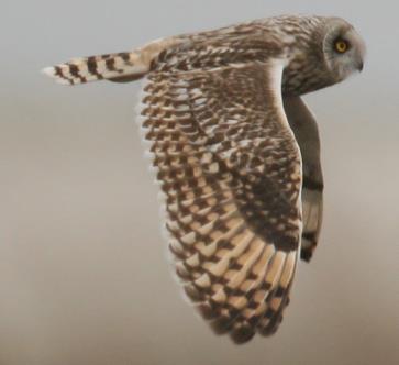 Voorkomen Midden vorige eeuw waren op Texel, verspreid over diverse plekken op het eiland, voldoende rustige schelpenstrandjes aanwezig voor kolonies van de dwergstern.