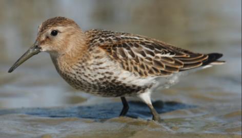 Gemiddelde seizoensverloop van het totaal aantal drieteenstrandlopers aanwezig op Texel tijdens hoogwater in absolute aantallen. Gebaseerd op tellingen in de periode 1998/99-2007/08.