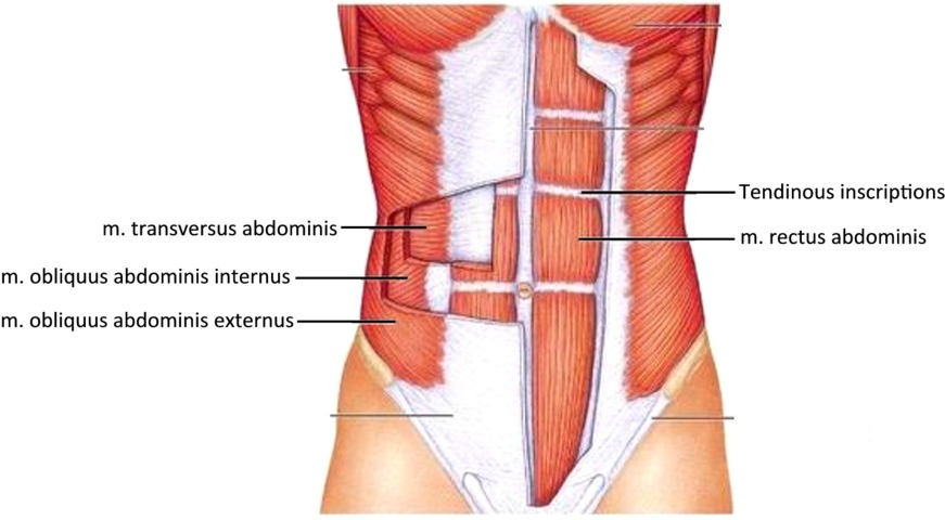 1 Anatomie van de buik De buikspieren worden gebruikt om het lichaam toe te plooien. We brengen dus onze romp dichter bij onze benen of onze benen dichter bij onze romp.