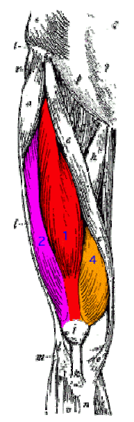 Bijlage 1: spieren met locaties en functies. m. tibialis anterior (voorste scheenbeenspier) Functie: dorsale flexie van het spronggewricht m.