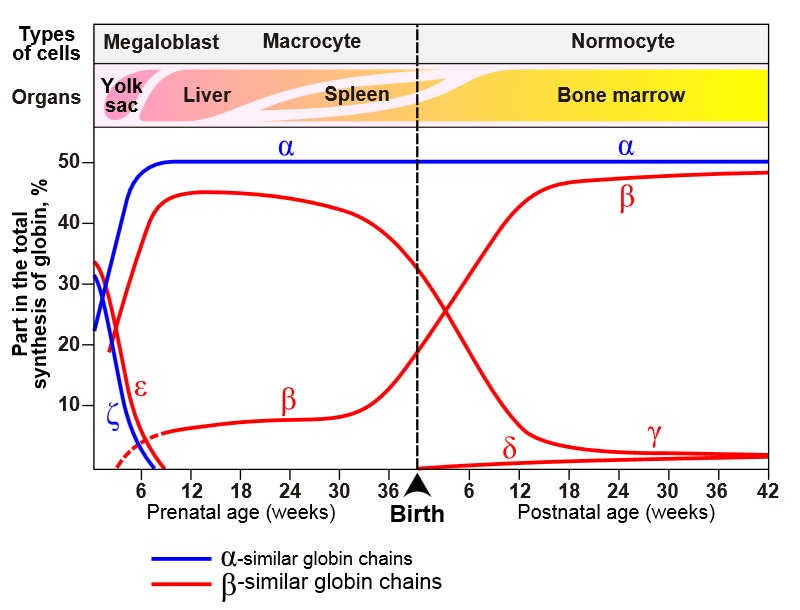 Hb-vormen voor en na de geboorte α2β2 = HbA