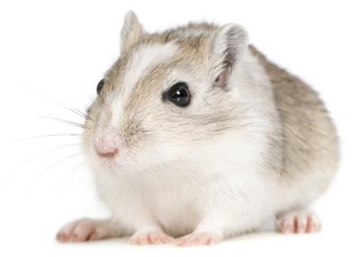 6. VRAGEN AAN DE KLAS Hoe oud wordt een gerbil? Hoe wordt de gerbil ook wel eens genoemd? Waarom moet je een gerbil niet in een houten hok houden? Meer weten over de Mongoolse gerbil?