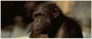 Er moet een nieuw verblijf voor de groep chimpansees ontworpen worden. De dierentuin wil dat het verblijf past bij het natuurlijke gedrag van de chimpansees.