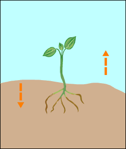 bovengrondse plantendelen - Stimuleren de ontwikkeling van zijwortels, de vorming van nieuwe wortels en de uitgroei ervan Neerwaartse sapstroom Cytokinines Opwaartse sapstroom Cytokinines (van nature