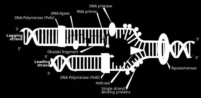 RNA Polymerase 3: trna.