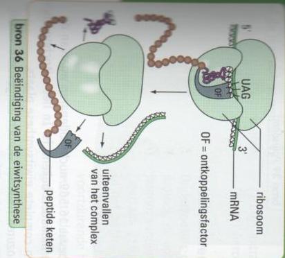 verlengingsfactor genoemd, verwijdert het trna wat het eerste aminozuur had gebracht. Hierdoor schuift het ribosoom een codon op naar het 3 -uiteinde van het mrna.
