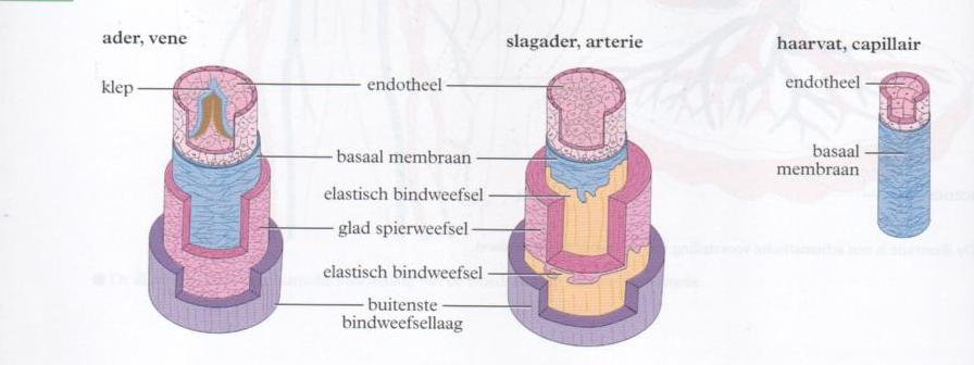 Haarvat (of capillair) Het haarvat is het dunste bloedvat in het bloedvatenstelsel. Het zorgt ervoor dat alle cellen in het lichaam contact hebben met het bloedvatenstelsel voor de stofwisseling.