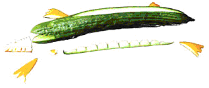 Krokodil met prikkertjes Energiewaarde per stuk: 25 Kcal Komkommer Knutselpapier prikkertjes Voor op de prikkertjes naar eigen invulling: Komkommer, cherrytomaatje, radijsje, stukje wortel, plakje