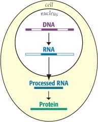 Examenbundel 1 e Ba Geef en bespreek de processen die plaatsvinden om van een gen tot een eiwit te komen (afbeelding 2.7 op pagina 12 is HEEL DUIDELIJK!) 1.