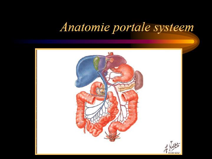 Anatomie van de lever Op dit plaatje is de lever een beetje blauwig gekleurd; dat is niet helemaal terecht. Maar je ziet wel een heel grote buis die de lever in gaat.