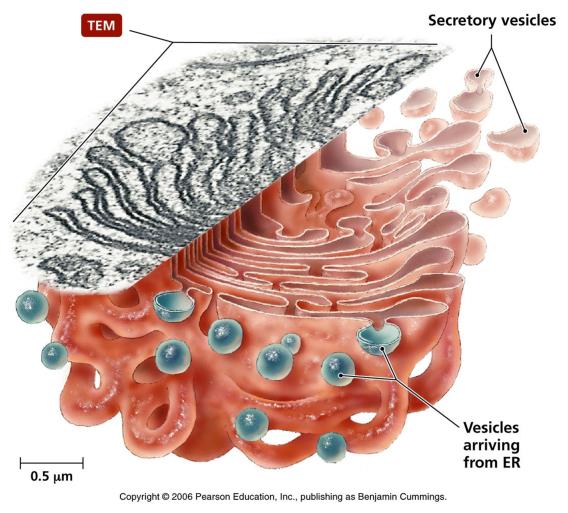 endoplasmatic reticulum) zonder ribosomen.