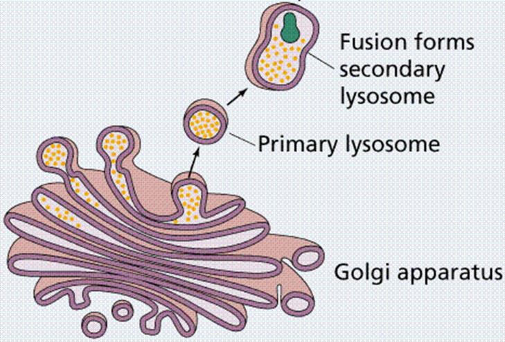 5.3. Lysosomen Een lysosoom (zie Figuur 18) is een vesikel (blaasje) gevuld met lytische enzymen (afbraakenzymen), dat zorgt voor intracellulaire vertering. Ze worden gemaakt in het Golgi-apparaat.