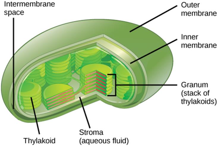 6.3. Plastiden Plastiden (zie Figuur 24) zijn ovale organellen met een dubbel membraan, die enkel in plantaardige cellen worden aangetroffen.