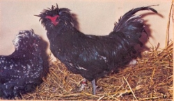 Etnografie 3/6 Engelse rassen Sussex Australorp dubbeldoel; rechthoekig lichaam; rood, donker of hermelijn; enkelvoudige kam; hanen henbevederd Cornish dubbeldoel; enkelvoudige kam; enige zwarte die