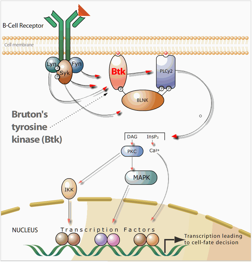 Ibrutinib achtergrond BCR-activatie proliferatie, adhesie en overleving van het B- cellymfoom o.i.v. B-celgeassocieerde tyrosine kinases.