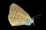 Recensie(s) Een veldgids om vlinders buiten in de natuur op naam te brengen. Ook zijn eitjes, rupsen en poppen afgebeeld. Alle soorten die in het Europese laagland kunnen voorkomen, zijn opgenomen.