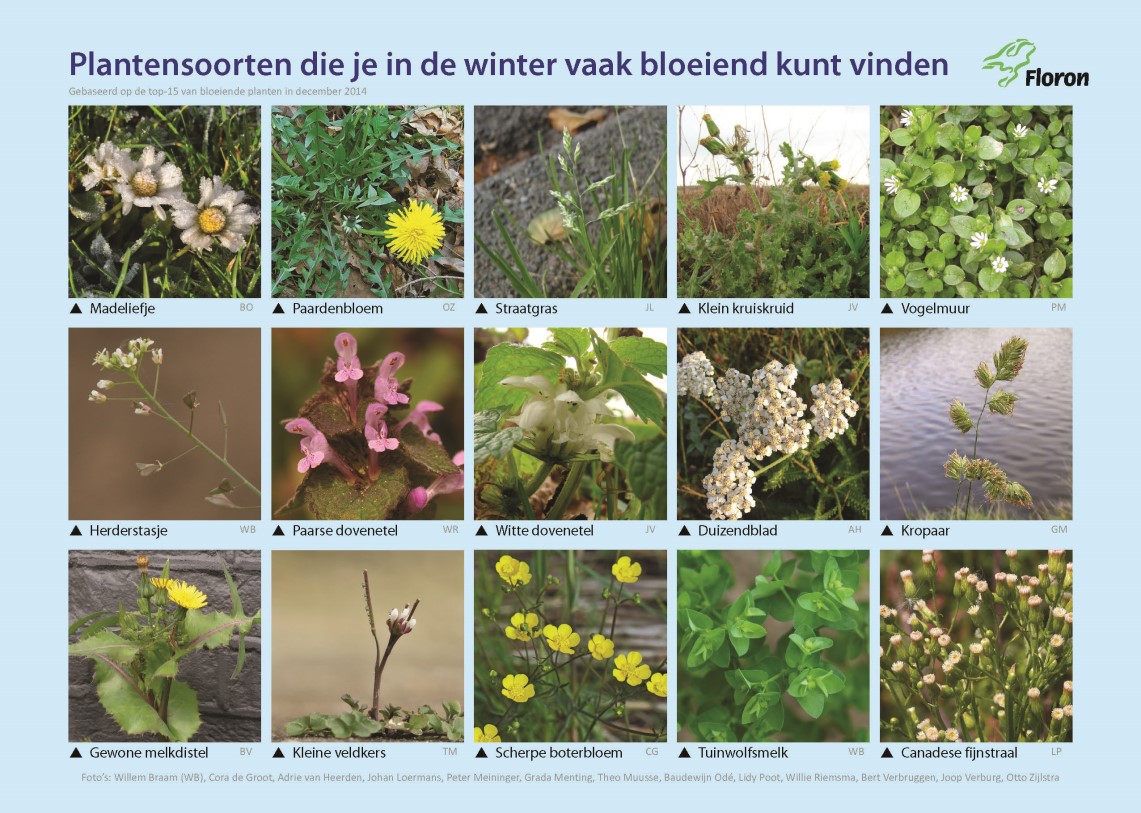 2.7 Zoekkaart Winterplanten Net als vorig jaar maakte FLORON een zoekkaart winterplanten om deelnemers op weg te