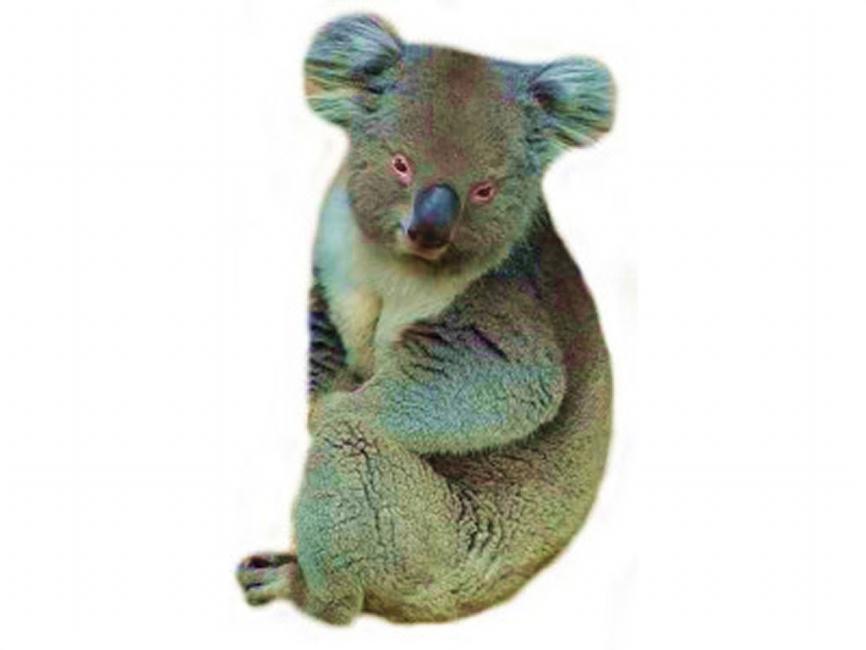 Zo ziet een Koala eruit De Koala heeft een buidel op de buik en is aan de onderkant open.