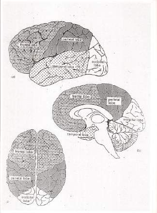 A. Definities en theoretische 5. Neuropsychologie van de EF c. projecties naar de achterste hersenschors d.
