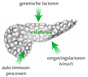 Oorzaken afbraak -cellen