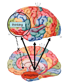 Nota bene: Gedachten kunnen amygdala aanzetten Gedachten zijn minder succesvol in