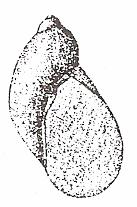 Succinea oblonga (uit Catinella arenaria (uit Succinea putris (uit Oxyloma elegans/sarsi (uit Devriese et al., 1997) Devriese et al.