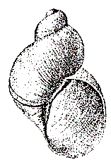10 Succinea spp. (uit Devriese et al., 1997) 3.1.6 Lymnaea stagnalis De schelp van deze gewone poelslak (figuur 11) is ongeveer tweemaal zo hoog als breed en kan tot 8 windingen bevatten.