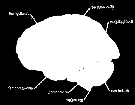 Neuro(psycho)logie: Lateraal aanzicht van de hersenen Frontaalkwab