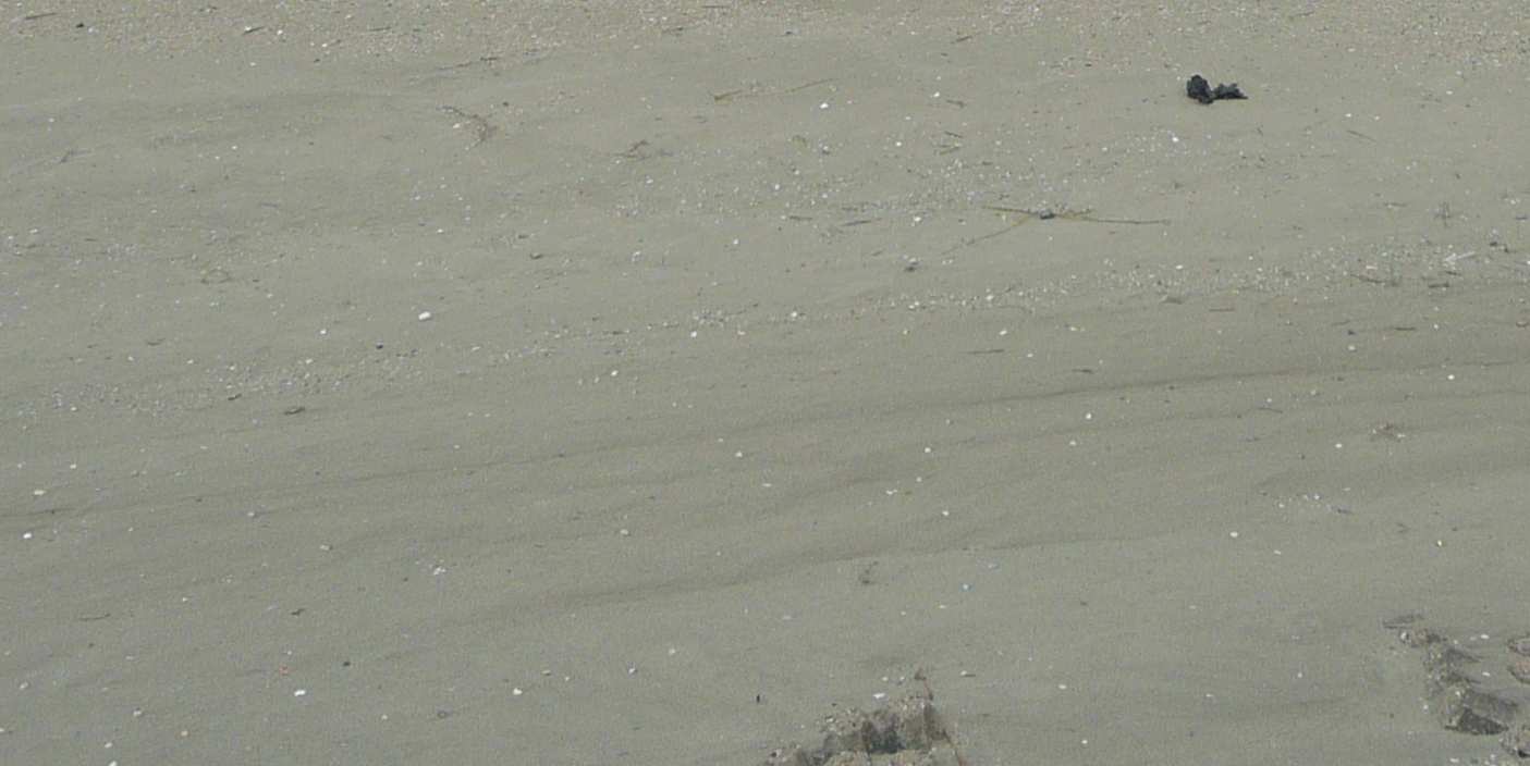 Strandgebruik Ameland Inventarisatie Natura 2000 Gebruik stranden Gevolgen Stranden