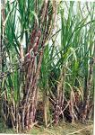 Miscanthus for energy, chemicals and materials NL has a leading position in breeding Miscanthus