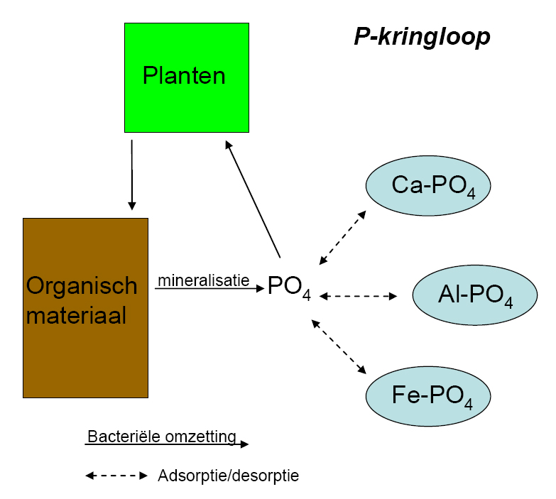 Fosfor kan in verschillende vormen aanwezig zijn in een systeem. Fosfor kan geadsorbeerd zijn in een anorganische fractie, aan organisch materiaal of opgelost zijn in water.