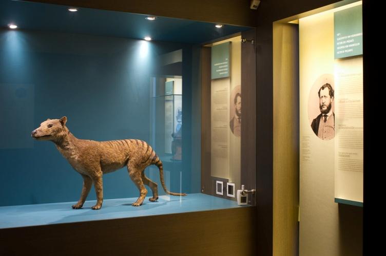 De buidelwolf ( Tassie ) Eerbetoon aan een recent uitgestorven diersoort Het exemplaar in de zaal 250 jaar Natuurwetenschappen (zaal 13) is heel zeldzaam en broos.