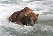 Themareizen / Noord-Amerika / Alaska Code TAAK0007 TA individuele reis Niveau Accommodatie Southwest * Brooks Falls Katmai Bearviewing, 1 dag, Dagexcursie naar de vissende beren Een van de beroemdste