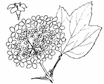 Onderhevig aan wolluis. Boswilg Salix caprea Eglantier Rosa rubiginosa Zeer goede groeikracht, ook op minder vochtige standplaatsen. Zeer goed bestand tegen snoeien.