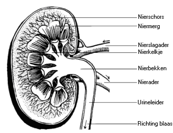 Een nier bestaat uit de nierschors, het niermerg en het nierbekken (afbeelding 3) Nierschors De nierschors, het buitenste gedeelte van de nier wordt bedekt door een dun vlies (het nierkapsel) ook