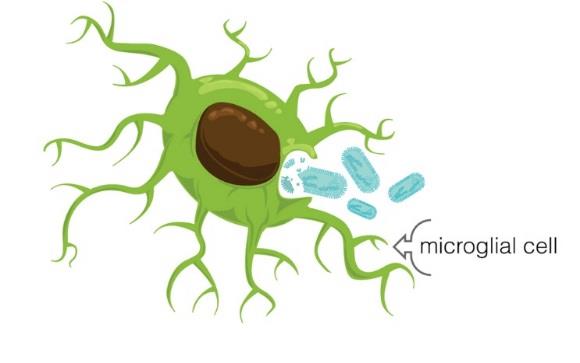 Microglia: Afweer Astrocyten: