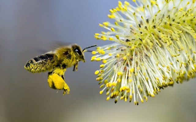 WAARBORG VOOR KWALITEIT Werkgroepen pollenherkenning met o.a.
